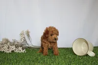 AKC Casey (tiny), a female Poodle - Toy  for sale in Middlebury, IN – 5 of 6