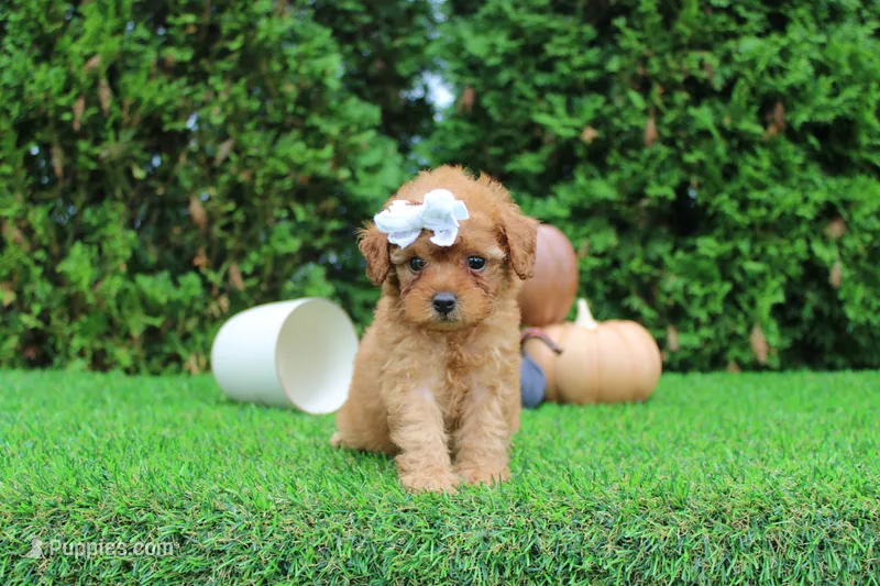 AKC Faye(tiny) – Poodle - Toy  puppy for sale in Middlebury, IN