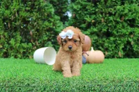 Faye, a female Poodle - Toy  for sale in Middlebury, IN – 2 of 6