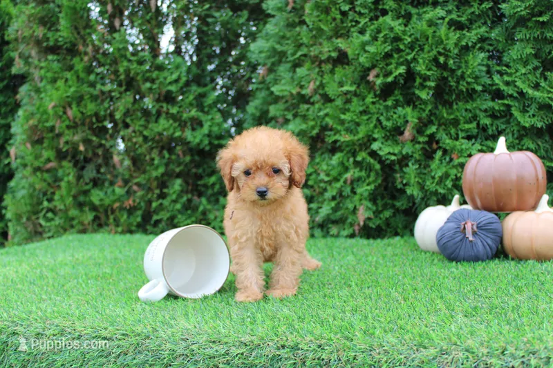 AKC Faye(tiny) – Poodle - Toy  puppy for sale in Middlebury, IN