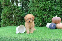AKC Faye(tiny), a female Poodle - Toy  for sale in Middlebury, IN – 1 of 10