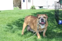 Dallas, a male English Bulldog for sale in Middlebury, IN – 9 of 9