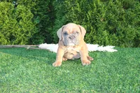 Debbi, a female English Bulldog for sale in Middlebury, IN – 9 of 9