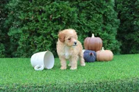 AKC Echo(tiny), a male Poodle - Toy  for sale in Middlebury, IN – 6 of 8