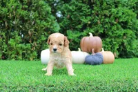 Echo, a male Poodle - Toy  for sale in Middlebury, IN – 3 of 8