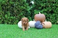 Enzo, a male Poodle - Toy  for sale in Middlebury, IN – 5 of 7