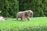 Debbi, a female English Bulldog for sale in Middlebury, IN – 4 of 6