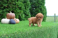 Faye, a female Poodle - Toy  for sale in Middlebury, IN – 4 of 6