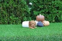Finn, a male Poodle - Toy  for sale in Middlebury, IN – 3 of 5