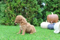 Ezra, a male Poodle - Toy  for sale in Middlebury, IN – 7 of 7
