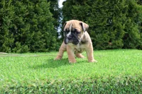 Duke, a male English Bulldog for sale in Middlebury, IN – 5 of 7