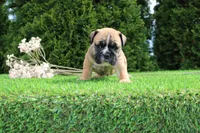 Duke, a male English Bulldog for sale in Middlebury, IN – 3 of 7