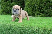 Debbi, a female English Bulldog for sale in Middlebury, IN – 2 of 6