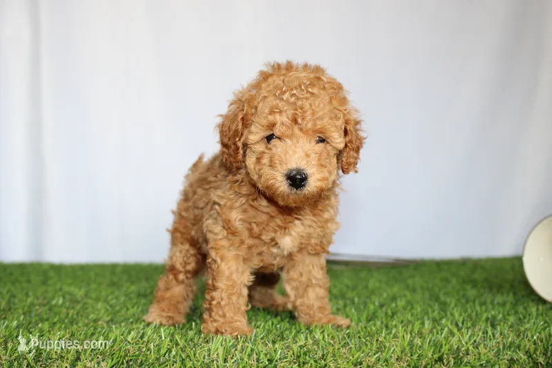 AKC Conner (tiny) – Poodle - Toy  puppy for sale in Middlebury, IN