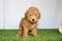 AKC Conner (tiny), a female Poodle - Toy  for sale in Middlebury, IN – 1 of 8