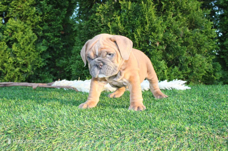 Debbi – English Bulldog puppy for sale in Middlebury, IN