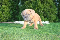 Debbi, a female English Bulldog for sale in Middlebury, IN – 1 of 9