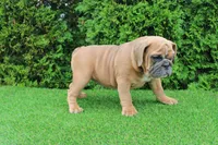 Debbi, a female English Bulldog for sale in Middlebury, IN – 2 of 10