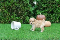 Emmett, a male Poodle - Toy  for sale in Middlebury, IN – 6 of 8