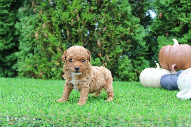 AKC Ezra(tiny) – Poodle - Toy  puppy for sale in Middlebury, IN