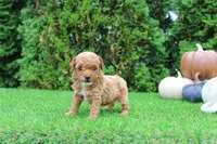 Ezra, a male Poodle - Toy  for sale in Middlebury, IN – 4 of 7