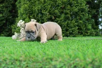 Dallas, a male English Bulldog for sale in Middlebury, IN – 5 of 9