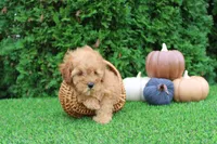 AKC Finn(tiny), a male Poodle - Toy  for sale in Middlebury, IN – 5 of 9
