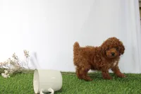 AKC Curry (tiny), a male Poodle - Toy  for sale in Middlebury, IN – 5 of 5