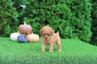 Faye, a female Poodle - Toy  for sale in Middlebury, IN – 6 of 6