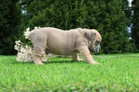 Dallas, a male English Bulldog for sale in Middlebury, IN – 8 of 9