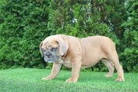 Debbi, a female English Bulldog for sale in Middlebury, IN – 3 of 10