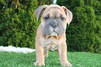 Dallas, a male English Bulldog for sale in Middlebury, IN – 8 of 10