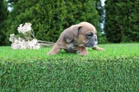 Debbi, a female English Bulldog for sale in Middlebury, IN – 6 of 6
