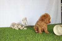 AKC Conner (tiny), a female Poodle - Toy  for sale in Middlebury, IN – 7 of 8