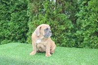 Debbi, a female English Bulldog for sale in Middlebury, IN – 7 of 10