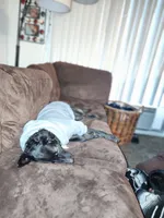 Girl / Pinky, a female American Pit Bull Terrier and Labrador Retriever for sale in La Mirada, CA – 3 of 3