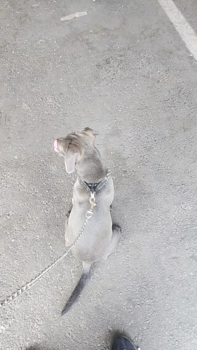 Blue, a male American Pit Bull Terrier and Labrador Retriever for sale in La Mirada, CA – 1 of 1