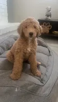 Royal, a female Goldendoodle for sale in New Orleans, LA – 2 of 3
