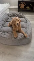 Royal, a female Goldendoodle for sale in New Orleans, LA – 3 of 3