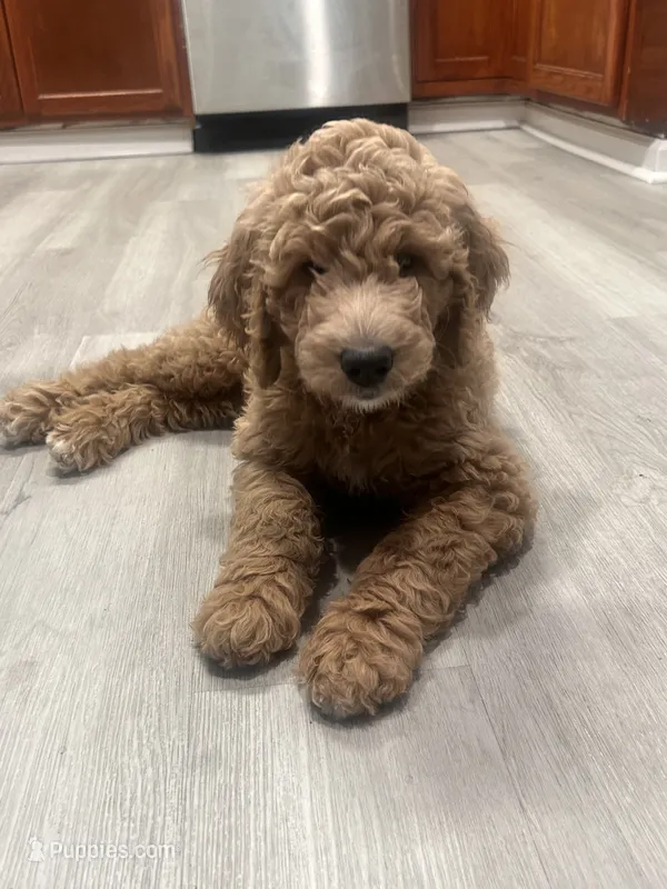 Royal – Goldendoodle puppy for sale in New Orleans, LA