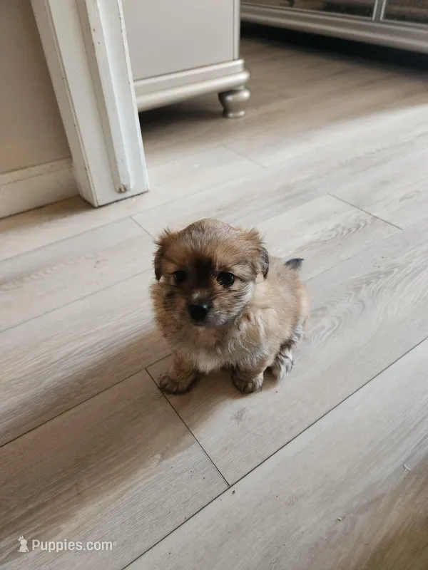 No name yet  – Volpino Italiano, Shorkie puppy for sale in Newton, KS