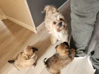 No name yet , a male Volpino Italiano and Shorkie for sale in Newton, KS – Photo 5 of 6