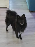 No name yet , a male Volpino Italiano and Shorkie for sale in Newton, KS – Photo 6 of 6