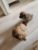 No name yet , a male Volpino Italiano and Shorkie for sale in Newton, KS – Photo 2 of 6