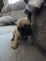Mylee, a female French Bulldog for sale in Corona, CA – 2 of 10