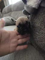 Mylee, a female French Bulldog for sale in Corona, CA – 3 of 10