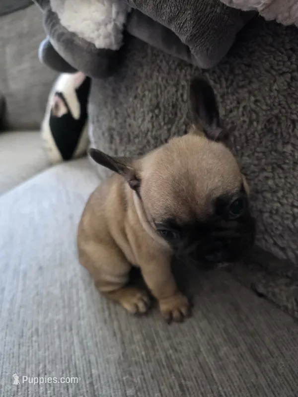 Mylee – French Bulldog puppy for sale in Corona, CA