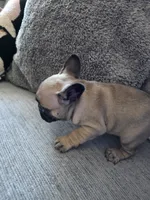 Mylee, a female French Bulldog for sale in Corona, CA – 7 of 10