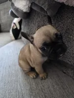 Mylee, a female French Bulldog for sale in Corona, CA – 5 of 10