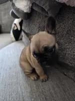 Mylee, a female French Bulldog for sale in Corona, CA – 4 of 10